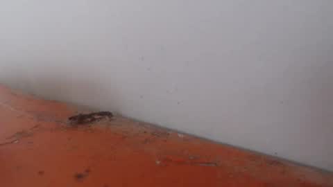 Alexamdergal online show from November 24, 12:20 am