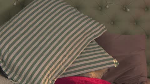 Alice online show from February 6, 11:31 am