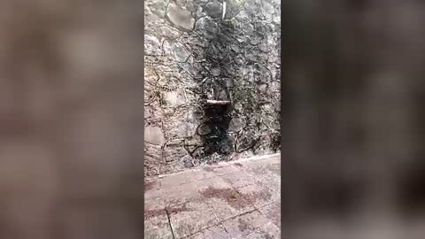 Mexican livin Off the Wall online show from June 30, 11:24 pm