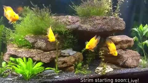 Booker Baxton online show from November 19, 4:12 am