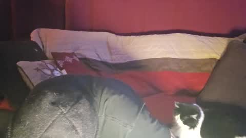 brownboyt online show from December 19, 5:58 am