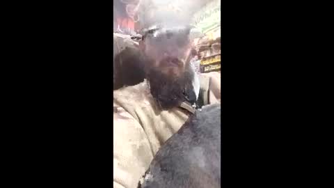 camrox6969 online show from April 12, 6:50 am