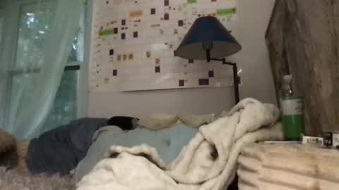 clarnbear online show from July 31, 11:50 pm