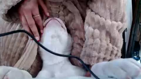 CreamyExotica online show from January 6, 2:47 pm