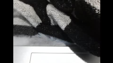 cumliveinoz online show from December 3, 7:58 pm