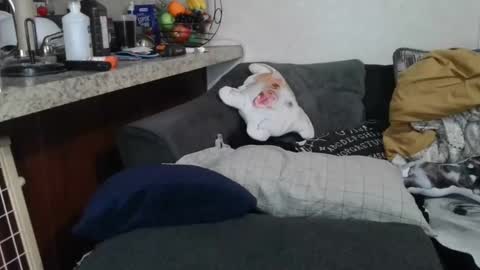 Sofie online show from February 12, 10:46 am