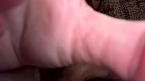 Snapshot of dollasign69b chatting on December 7, 3:31 am dollasign69b online show from December 7, 3:31 am