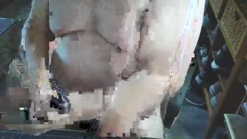 free_amos online show from April 27, 2:14 pm
