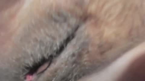 FrumCake online show from January 10, 12:27 am