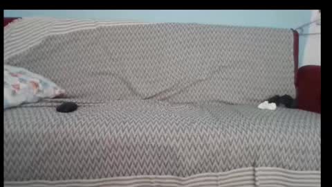 Bruchus online show from September 12, 7:21 am