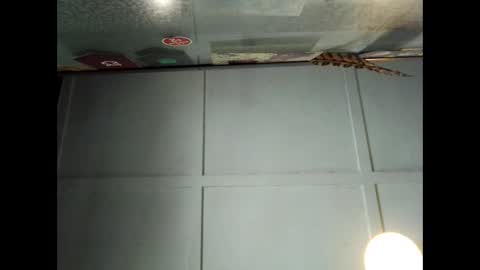 Snapshot of fucmebudoo chatting on September 29, 1:04 am Warwick online show from September 29, 1:04 am