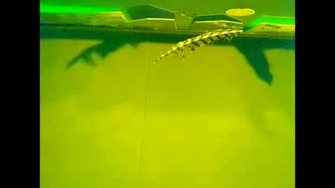Snapshot of fucmebudoo chatting on October 22, 10:07 am Warwick online show from October 22, 10:07 am
