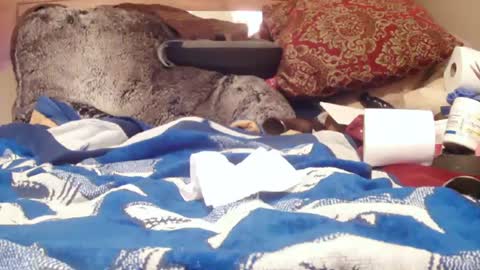 Juicy Booty online show from February 1, 3:07 pm