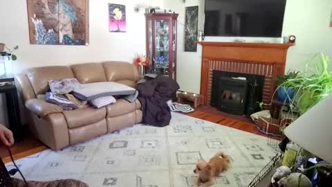 goodgirlcelestecat online show from October 3, 3:31 pm