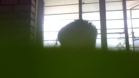 Grey Stud online show from February 24, 5:22 am