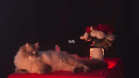 Hanna online show from March 10, 12:39 am