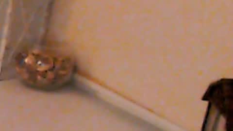 Heaven girl online show from February 4, 5:23 pm