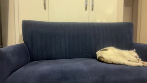 hoplonger online show from March 6, 2:16 pm