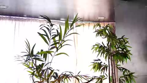 Anais online show from June 22, 8:44 am