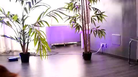 Anais online show from July 28, 12:48 pm
