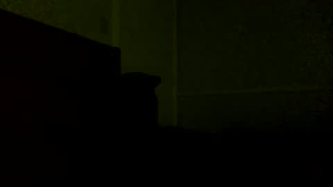 Jamacian online show from February 21, 11:54 pm