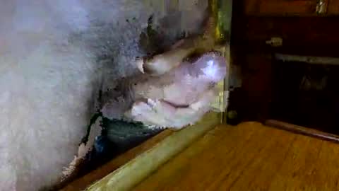 jardinflowers online show from November 23, 8:12 am