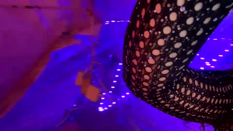 Kissah Kreampuff online show from January 17, 8:34 am