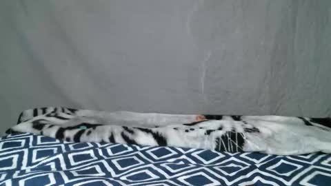 kitty2488 online show from February 11, 2:43 pm