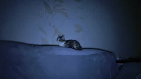 Evelyn online show from March 8, 11:16 am