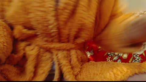 laralhotr online show from January 14, 12:54 am