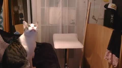 littleleo96 online show from September 9, 10:59 am