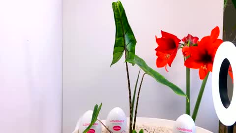 manup1977 online show from December 15, 12:06 am