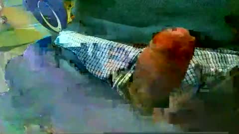 mastercock19586 online show from May 8, 8:14 pm