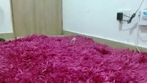 mia chanel421 online show from December 3, 1:26 am