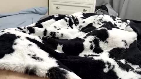 morocco888888888 online show from March 5, 3:32 pm