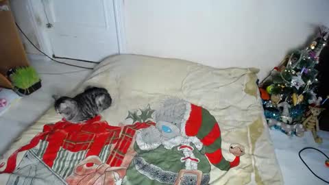 Muse Ali  online show from December 30, 8:15 pm