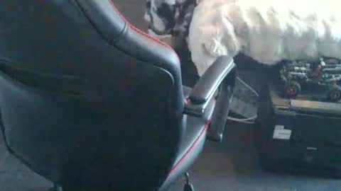 Boingyyyy online show from December 14, 2:45 pm