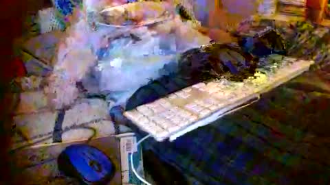 Mattu online show from March 17, 5:45 am