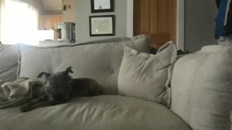 rossignol online show from November 10, 7:49 pm