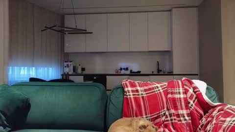 Pashka online show from January 15, 7:28 am