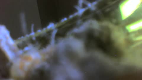 rehn816 online show from March 6, 3:13 pm