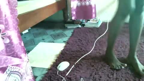 sakilaa online show from November 12, 8:16 am