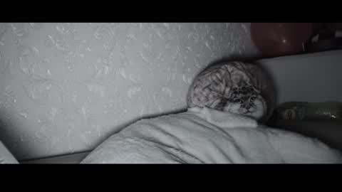 Snapshot of shy_matthew chatting on November 2, 2:22 am Matthew online show from November 2, 2:22 am