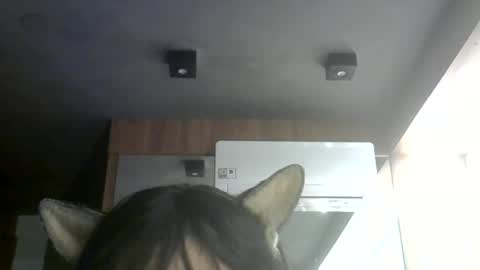 skinnykittencam online show from July 7, 6:47 am