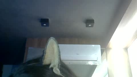 skinnykittencam online show from June 20, 2:01 pm