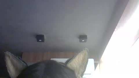 skinnykittencam online show from July 31, 3:40 am