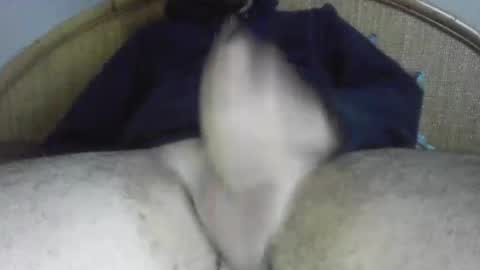 The Snake of Sin online show from April 3, 3:30 pm