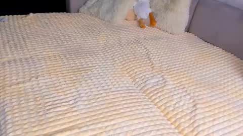 Alice online show from December 3, 3:45 pm