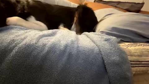 tRex online show from November 5, 12:45 am