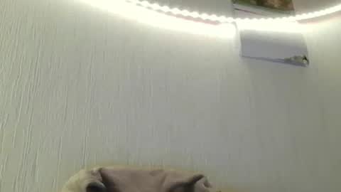 Peter online show from July 8, 8:45 pm